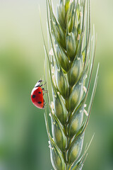 closeup of young green wheat and ladybug on nature's spring background