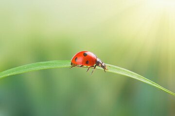 seven-spotted ladybird on green leaf with sunshine background.