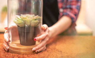 Female hand-holding Plastic artificial succulents in jars, and stonecrop in a vase decorate the home.