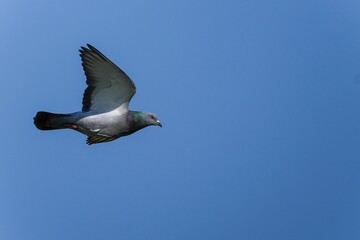 青空バックに飛ぶカラフルな模様の鳩