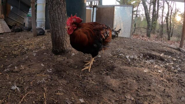 Lonely rooster in large enclosure while being isolated from other rooster and chickens to avoid fight. This particular bird is weak after being tormented by his palls.