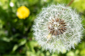 青空の下のんびりと散歩　丸いタンポポの綿毛