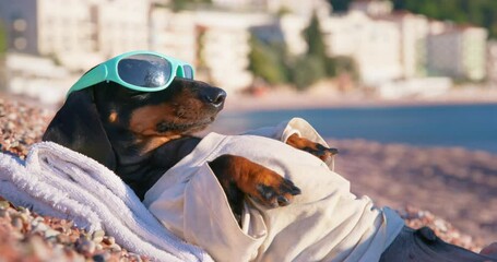 Dog in sunglasses lies on beach sunbathing in sun trying to relax nervous fussing. Guilt while on holiday workaholic on vacation. Dachshund puppy sand towel resting. Restart burnout
