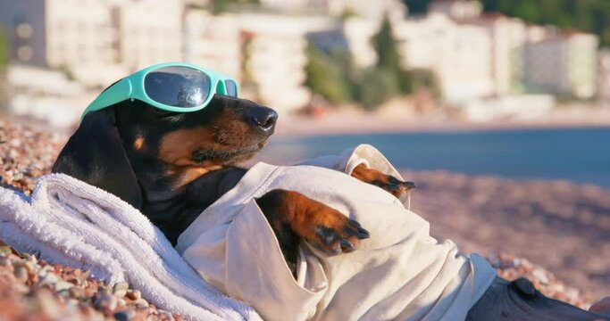 Dog in sunglasses lies on beach sunbathing in sun trying to relax nervous fussing. Guilt while on holiday workaholic on vacation. Dachshund puppy sand towel resting. Restart burnout