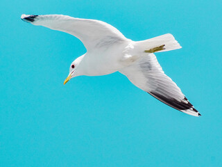 seagull in flight