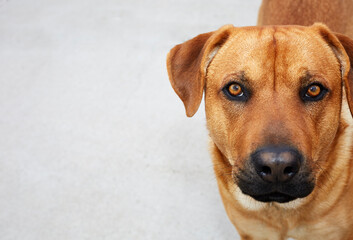 Mixed Breed Dog looking at the camera