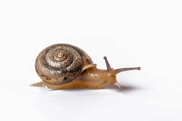 snail isolated on white background