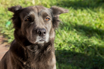 Dark brown mongrel dog on a sunny day in the park.
