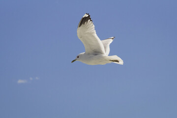 seagull in flight