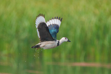 Cotton Pygmy-goose on green background