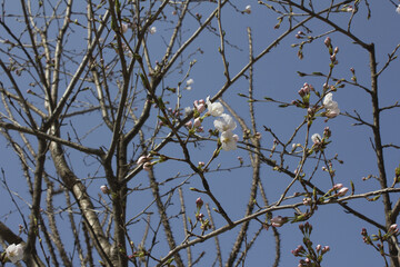 Pink cherry blossom on the Sakura tree. 