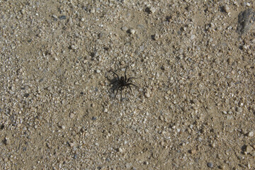 A spider on the dirt floor