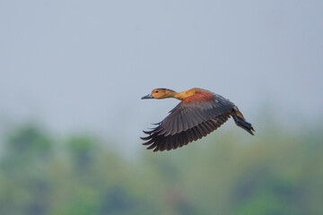 Lesser Whistling-duck in flight