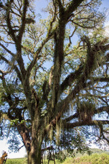 Fototapeta premium trees in the forest
