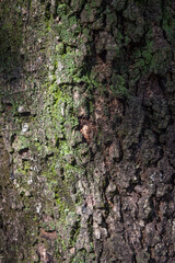 Trunk texture of an old tree called pacará in South America.
