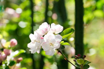 blooming tree in spring
