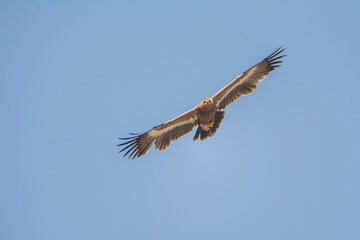 Steppe Eagle in flight