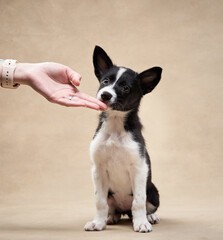 black and white puppy on a beige background. one month old border collie in studio. Dog in studio 