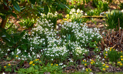 Obraz premium Galanthus nivalis was described by the Swedish botanist Carl Linnaeus in his Species Plantarum in 1753, and given the specific epithet nivalis, meaning snowy (Galanthus means with milk-white flowers).