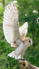 White owl perched on gloved hands.