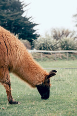 A brown llama grazes in a meadow on a cloudy day in New Zealand. wild and domestic animals.