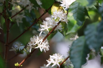 coffee flower plant farm beans on brance harvest red raw Coffee.green Robusta and arabica coffee berries by agriculturist hands,Worker Harvest arabica coffee berries on branch, agriculture concept.
