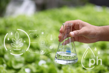 Hydroponics lettuces Organic fresh harvested vegetables,Farmers hands holding fresh vegetables