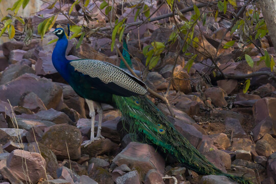 A male peacock is standing on a rock. This majestic and colorful animal is the national bird of India. 