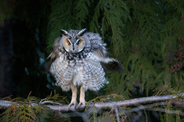  long eared owl