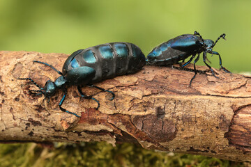 Oil beetle.