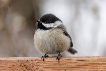 black capped chickadees