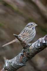Lincoln's Sparrow bird