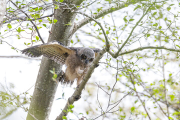 Great Horned Owl