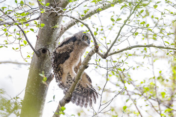 Great Horned Owl