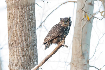 Great Horned Owl