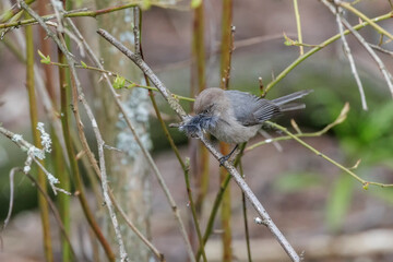 American bushtit bird