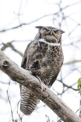 Great Horned Owl