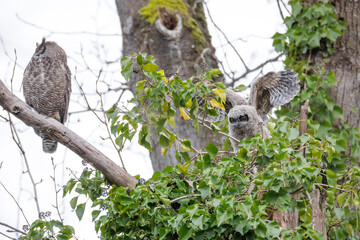 Great Horned Owl