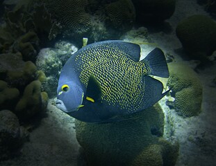 Fototapeta na wymiar French Angelfish on the reef