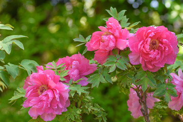 豪華で艶やかな花　牡丹の花