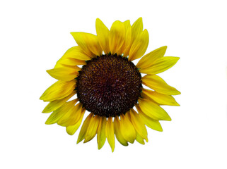 sunflower isolated on white background 