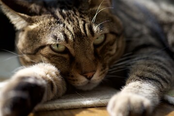 眠たそうな愛猫