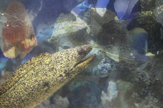 Spotted moray eel, utila, honduras underwater snake