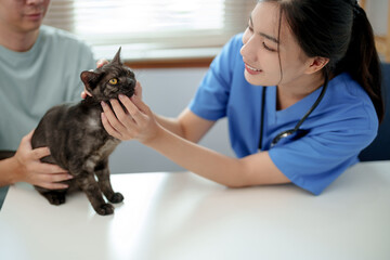 Doctor veterinarian is holding cute cat  at vet clinic.  Pet check up and vaccination. Health...
