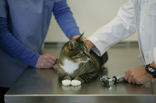 Veterinarian examining a beautiful cat on an exam table