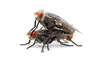A pair of house flies copulate on a white background