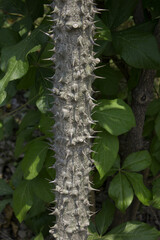 close up Kalopanax septemlobus branch with prickle.