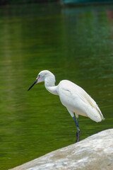 Great egret