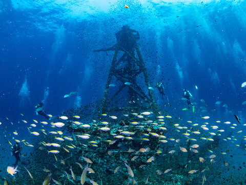 School of yellowtail snapper fish at HTMS Chang wreck ship. One of scuba diving shipwreck dive sites near Koh Chang in Trat province, Thailand.