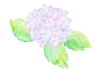 紫色の紫陽花と葉っぱの水彩イラスト